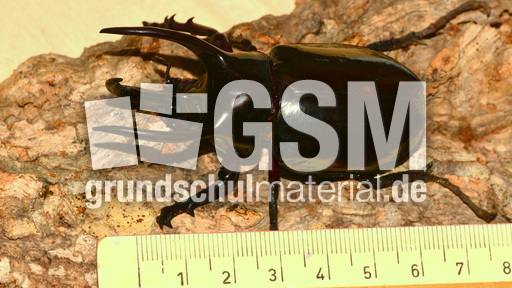 Dreihornkäfer (01).jpg